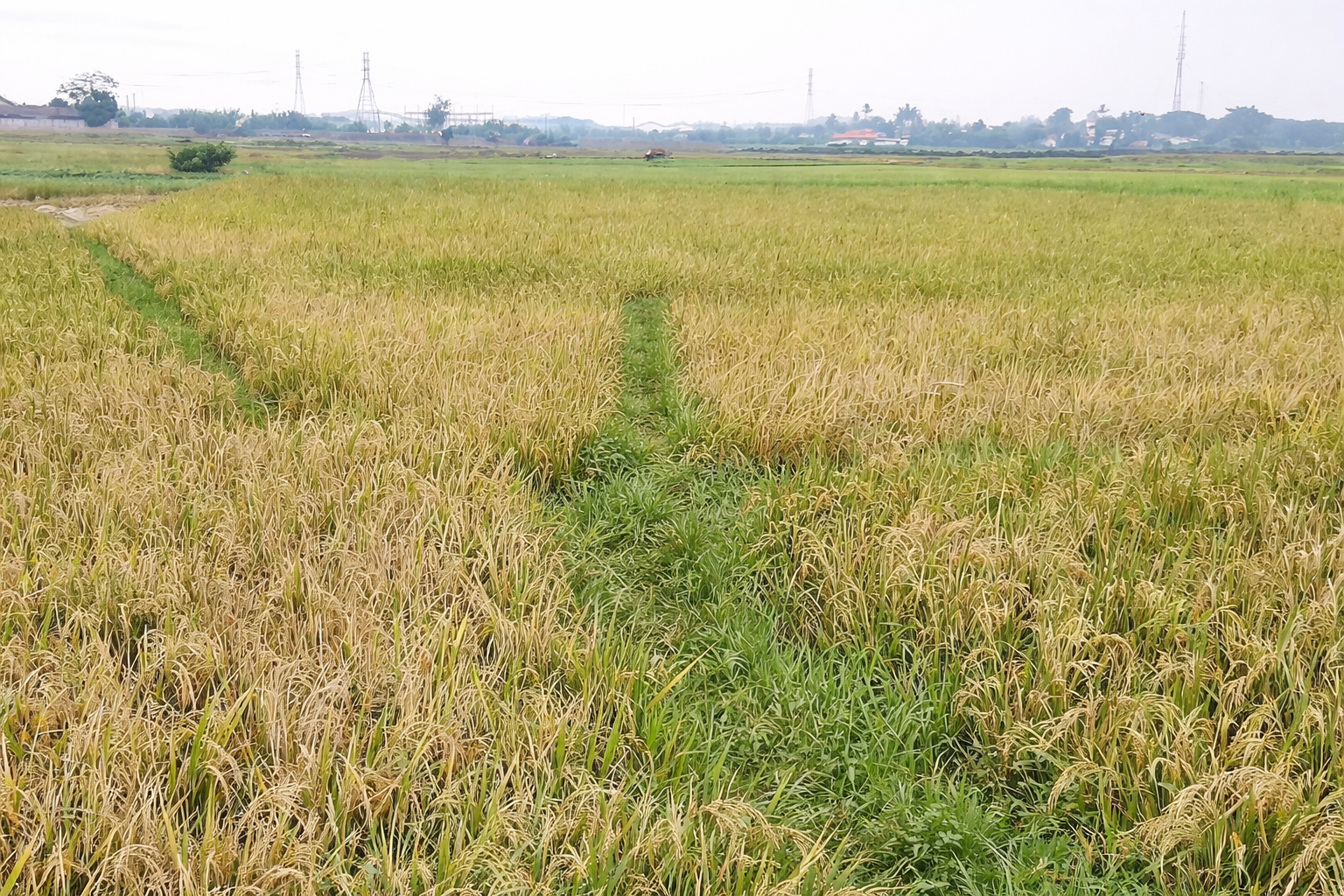 Lahan Luas Lokasi Strategis di Mekarsari Rajeg Tangerang - AJB